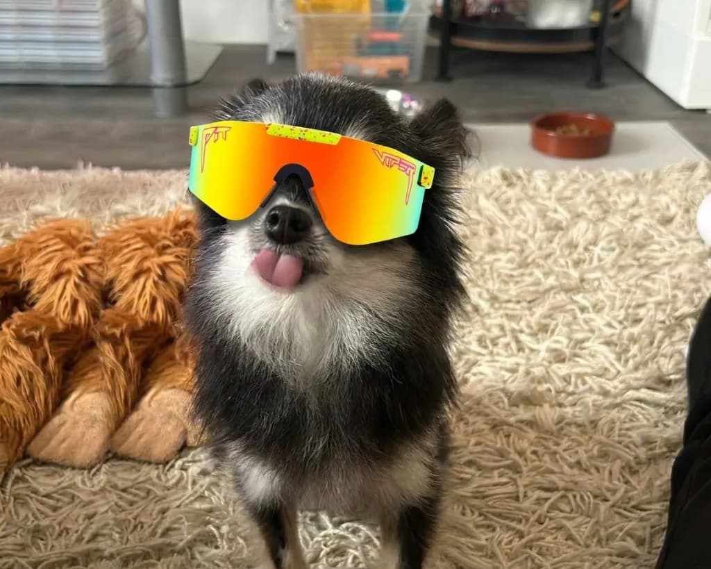 Pomeranian dog wearing 1993 Pit Vipers (neon yellow frame, orange-to-yellow lens)